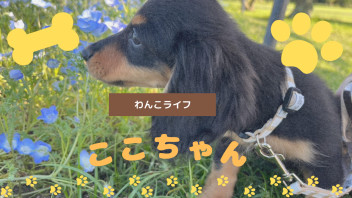 わんこライフ★